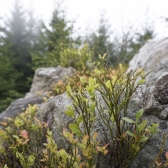 Tatranka 11_2018 + tradiční výšlap... na Smrček